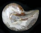 Cretaceous Nautilus Fossil - Iridescent Shell #21937-1